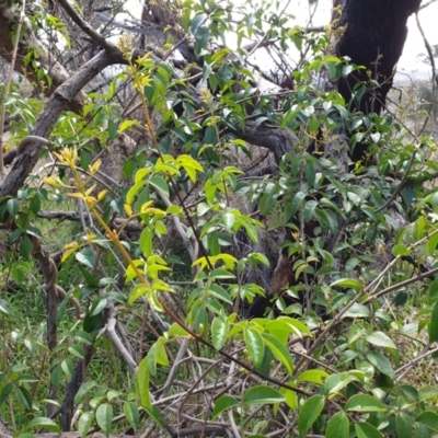 Pandorea pandorana (Wonga Wonga Vine) at Cook, ACT - 27 Jul 2021 by SarahHnatiuk