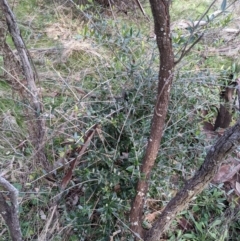 Olea europaea subsp. cuspidata (African Olive) at Downer, ACT - 30 Aug 2021 by WalterEgo