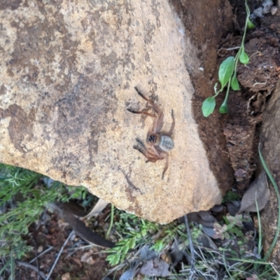 Delena cancerides (Social huntsman spider) at Mount Ainslie - 30 Aug 2021 by WalterEgo