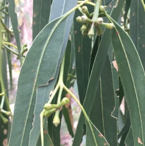 Eucalyptus globulus subsp. maidenii at Hall, ACT - 30 Aug 2021