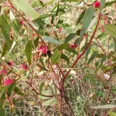 Eucalyptus leucoxylon (Yellow Gum) at Mount Painter - 30 Aug 2021 by SarahHnatiuk