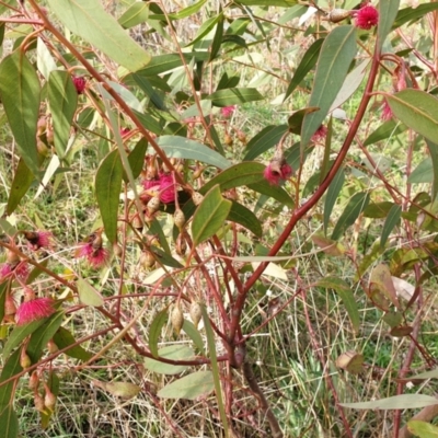 Eucalyptus leucoxylon (Yellow Gum) at Holt, ACT - 30 Aug 2021 by SarahHnatiuk