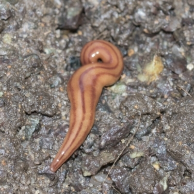Anzoplana trilineata (A Flatworm) at Higgins, ACT - 30 Aug 2021 by AlisonMilton