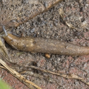 Limacus flavus at Higgins, ACT - 30 Aug 2021