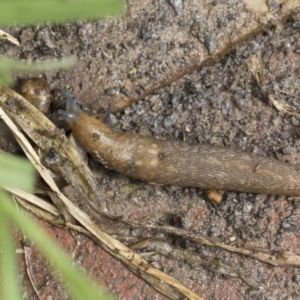 Limacus flavus at Higgins, ACT - 30 Aug 2021