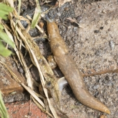 Limacus flavus at Higgins, ACT - 30 Aug 2021