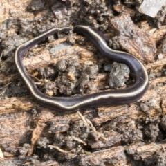 Caenoplana coerulea (Blue Planarian, Blue Garden Flatworm) at Higgins, ACT - 30 Aug 2021 by AlisonMilton