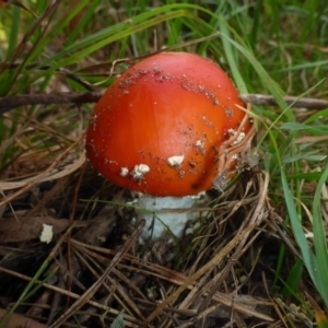 Amanita muscaria at Cathcart, NSW - 1 May 2017 01:03 PM