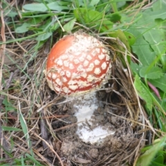 Amanita muscaria at Cathcart, NSW - 1 May 2017