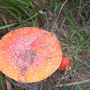 Amanita muscaria at Cathcart, NSW - 1 May 2017 01:03 PM