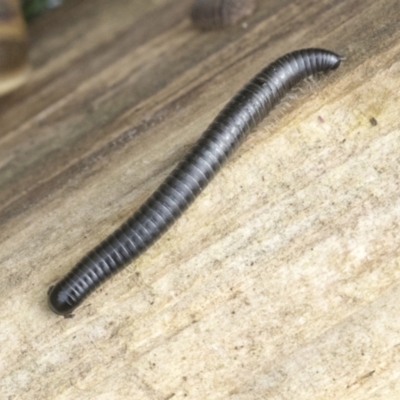 Ommatoiulus moreleti (Portuguese Millipede) at Higgins, ACT - 30 Aug 2021 by AlisonMilton