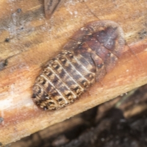 Molytria sp. (genus) at Higgins, ACT - 30 Aug 2021