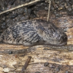 Deroceras reticulatum (Grey Field Slug) at Higgins, ACT - 30 Aug 2021 by AlisonMilton