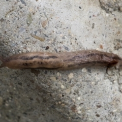 Ambigolimax sp. (valentius and waterstoni) (Striped Field Slug) at Higgins, ACT - 28 Aug 2021 by AlisonMilton