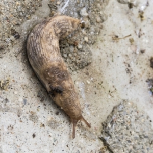 Deroceras reticulatum at Higgins, ACT - 28 Aug 2021 12:28 PM