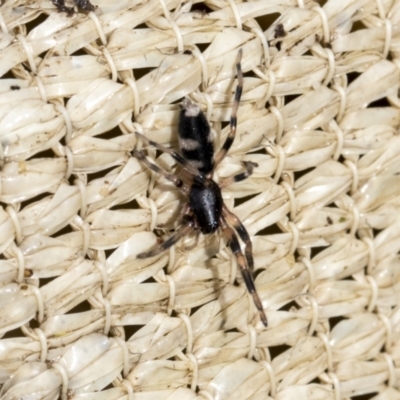 Lampona sp. (genus) (White-tailed spider) at Higgins, ACT - 30 Aug 2021 by AlisonMilton