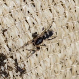 Lampona sp. (genus) at Higgins, ACT - 30 Aug 2021