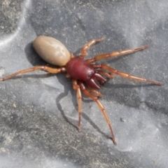 Dysdera crocata (Slater-eating Spider) at Higgins, ACT - 30 Aug 2021 by AlisonMilton