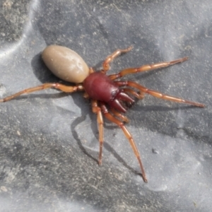 Dysdera crocata at Higgins, ACT - 30 Aug 2021