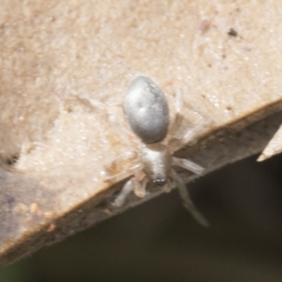 Clubiona sp. (genus) at Higgins, ACT - 30 Aug 2021 by AlisonMilton