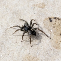 Lycosidae (family) (Unidentified wolf spider) at Higgins, ACT - 30 Aug 2021 by AlisonMilton