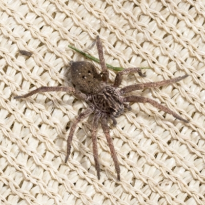 Mituliodon tarantulinus (Prowling Spider) at Higgins, ACT - 30 Aug 2021 by AlisonMilton