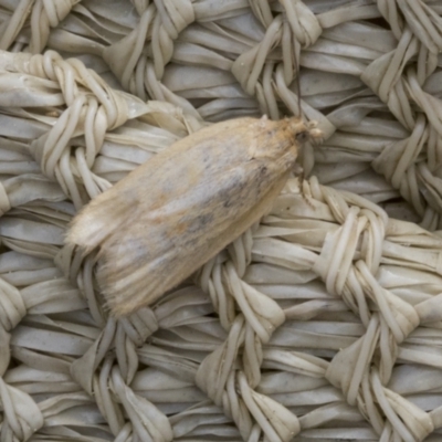 Tortricinae (subfamily) (A tortrix moth) at Higgins, ACT - 28 Aug 2021 by AlisonMilton