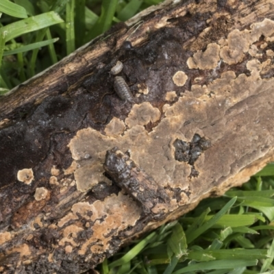 zz flat polypore - not white(ish) at Higgins, ACT - 30 Aug 2021 by AlisonMilton