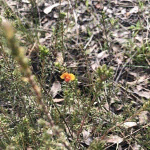 Dillwynia sp. Yetholme (P.C.Jobson 5080) NSW Herbarium at Bruce, ACT - 30 Aug 2021