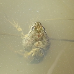 Crinia sp. (genus) (A froglet) at Kambah, ACT - 30 Aug 2021 by HelenCross