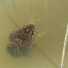 Crinia sp. (genus) at Kambah, ACT - 30 Aug 2021