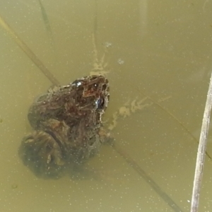 Crinia sp. (genus) at Kambah, ACT - 30 Aug 2021