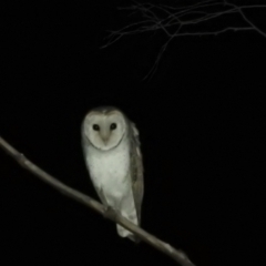 Tyto alba at Kambah, ACT - 30 Aug 2021