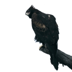 Aquila audax (Wedge-tailed Eagle) at Majura, ACT - 30 Aug 2021 by jb2602