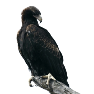 Aquila audax at Majura, ACT - suppressed