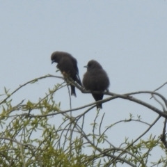 Artamus cyanopterus (Dusky Woodswallow) at Hume, ACT - 30 Aug 2021 by RodDeb