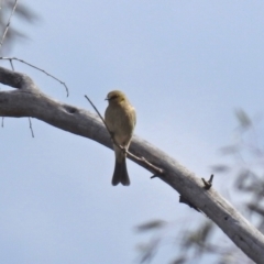 Ptilotula fusca at Hume, ACT - 30 Aug 2021 12:55 PM