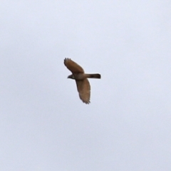 Tachyspiza cirrocephala (Collared Sparrowhawk) at Hume, ACT - 30 Aug 2021 by RodDeb