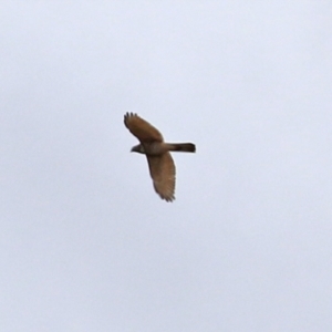 Accipiter cirrocephalus at Hume, ACT - 30 Aug 2021