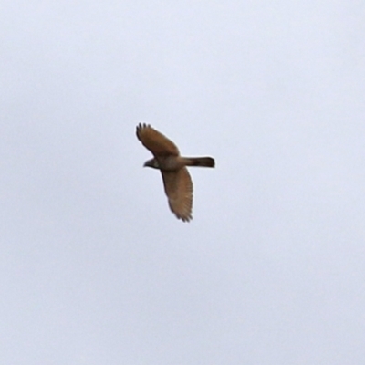 Accipiter cirrocephalus (Collared Sparrowhawk) at Hume, ACT - 30 Aug 2021 by RodDeb