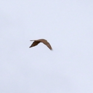 Accipiter cirrocephalus at Hume, ACT - 30 Aug 2021