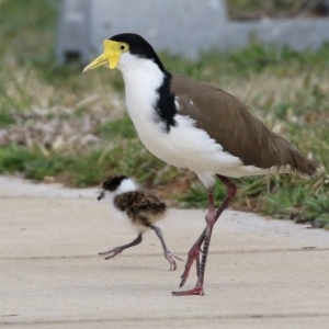 Vanellus miles at Hume, ACT - 30 Aug 2021