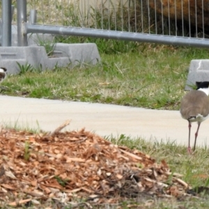 Vanellus miles at Hume, ACT - 30 Aug 2021