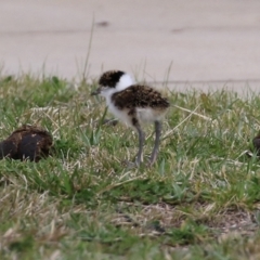 Vanellus miles at Hume, ACT - 30 Aug 2021