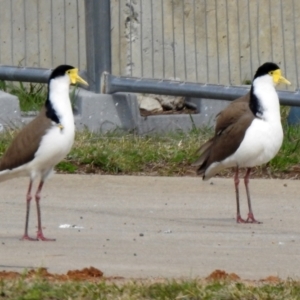 Vanellus miles at Hume, ACT - 30 Aug 2021