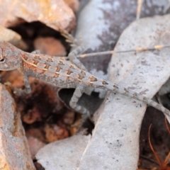 Diporiphora australis (Tommy Roundhead) at Bambaroo, QLD - 25 Apr 2017 by Harrisi