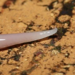 Australoplana alba (A flatworm) at Evatt, ACT - 29 Aug 2021 by TimL