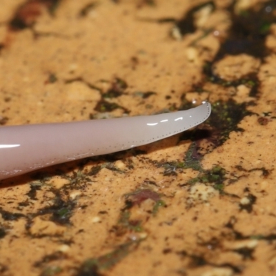 Australoplana alba (A flatworm) at Evatt, ACT - 29 Aug 2021 by TimL