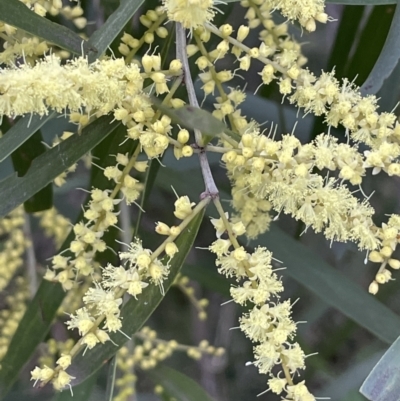 Acacia floribunda (White Sally Wattle, Gossamer Wattle) at Hackett, ACT - 30 Aug 2021 by JaneR