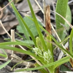 Carex breviculmis (Short-Stem Sedge) at Mount Majura - 30 Aug 2021 by JaneR
